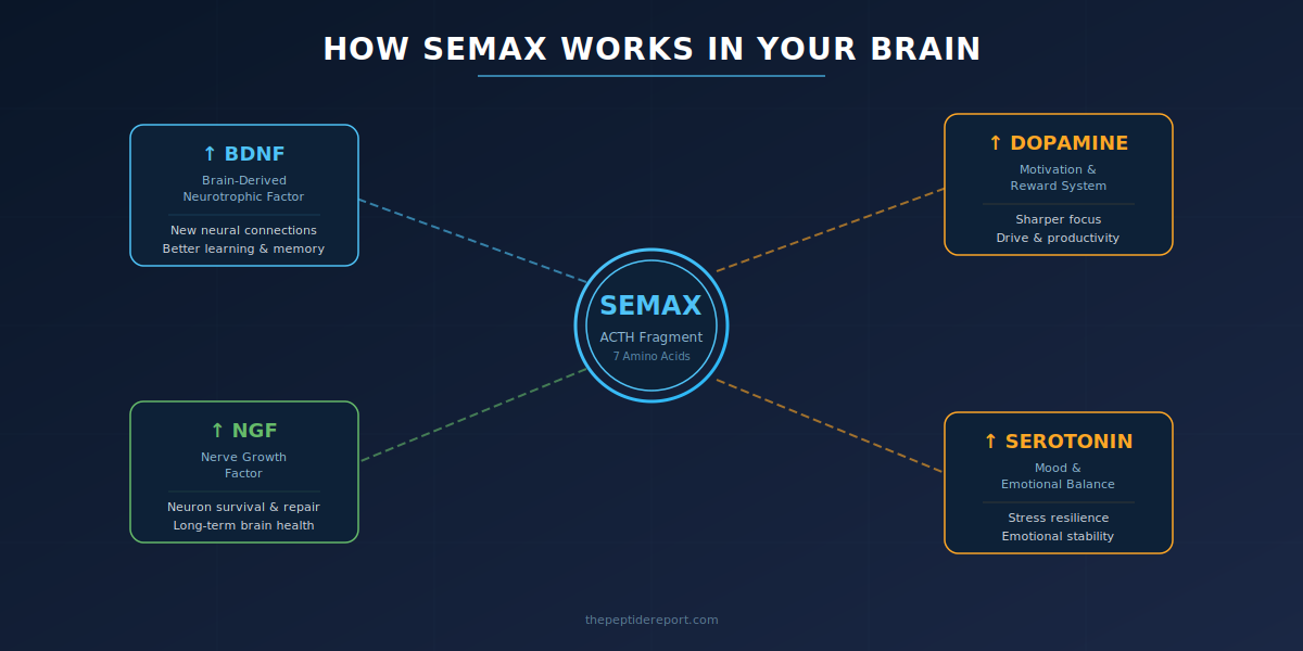 How Semax works in your brain - BDNF NGF Dopamine Serotonin mechanism of action infographic