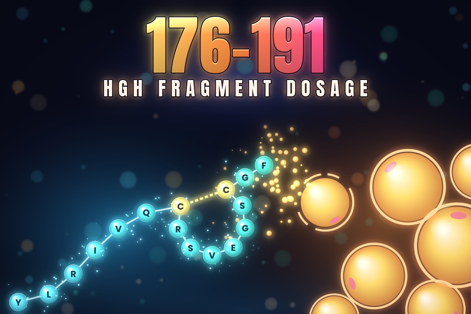 HGH Fragment 176-191 dosage: a glowing 16-bead peptide chain with a looped middle, breaking open golden fat droplets