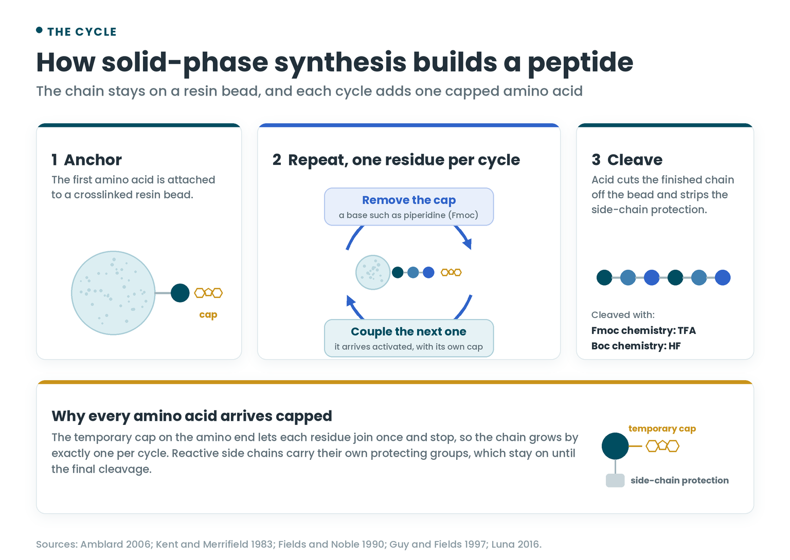 The solid-phase peptide synthesis cycle: anchor the first amino acid to a resin bead, remove the cap, couple the next amino acid, repeat, then cleave the finished peptide off with acid