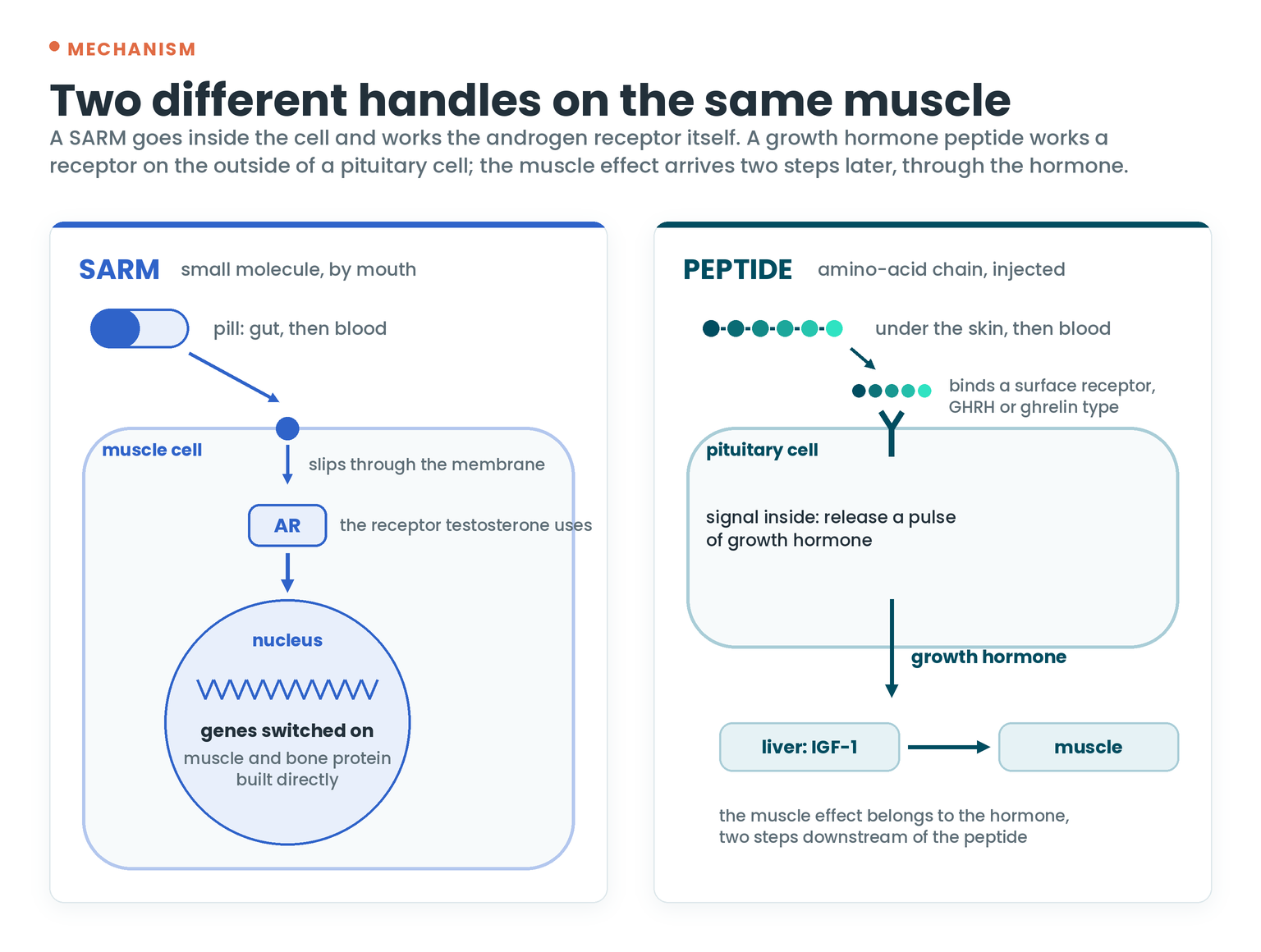 Two different handles on the same muscle: a SARM enters the muscle cell and switches on the androgen receptor; a peptide binds a receptor on the surface of a pituitary cell, releasing growth hormone and then IGF-1