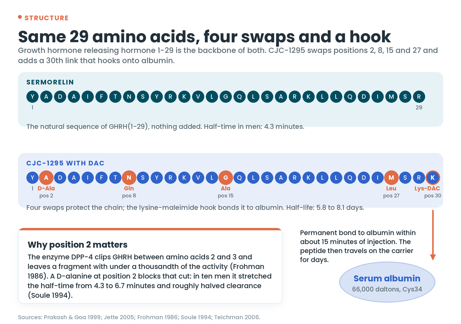 Same 29 amino acids, four swaps and a hook: sermorelin is the natural GHRH(1-29) sequence with a 4.3-minute half-time in men; CJC-1295 swaps positions 2, 8, 15 and 27 and adds a lysine-DAC hook at position 30 that bonds to serum albumin within about 15 minutes, giving a 5.8 to 8.1 day half-life; a D-alanine at position 2 alone stretched the half-time to 6.7 minutes