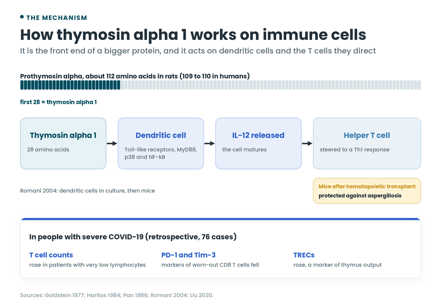 Thymosin alpha 1 acts on a dendritic cell through Toll-like receptors, which releases IL-12 and steers T cells toward a Th1 response