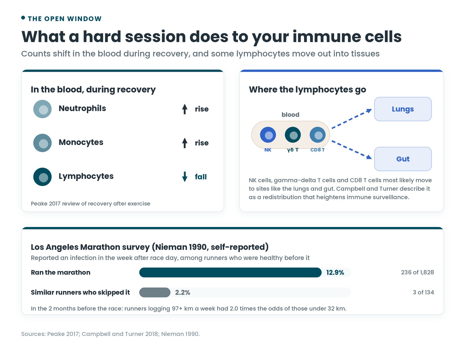 After hard exercise, neutrophils and monocytes rise in the blood while lymphocytes move out into tissues such as the lungs and gut