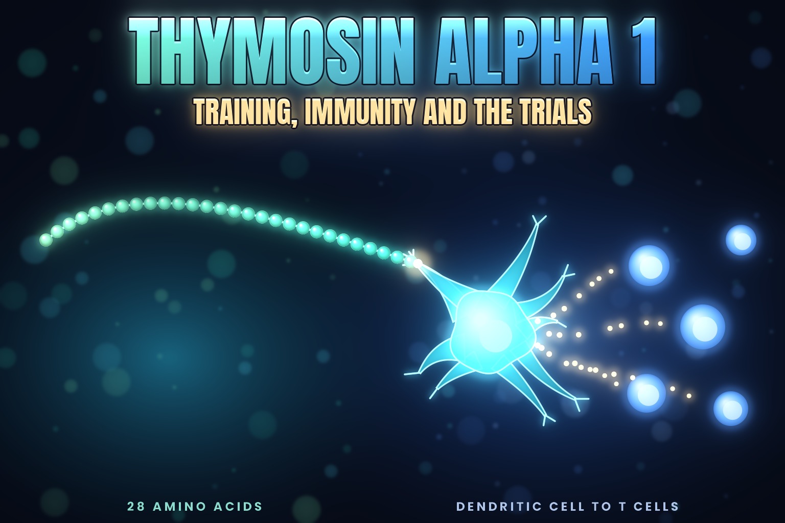 Thymosin alpha 1, a 28-residue thymic peptide, beside a dendritic cell and T cells
